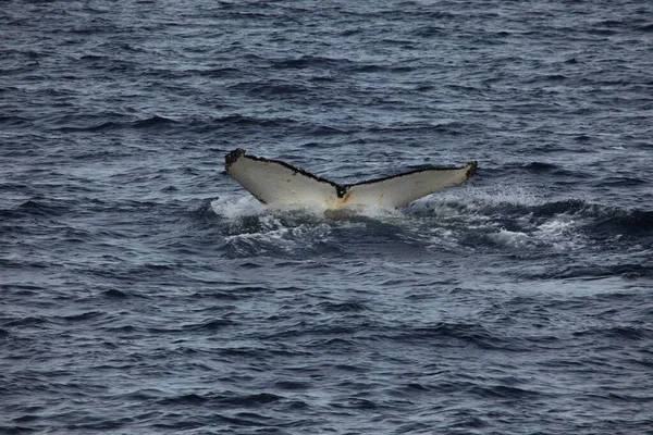 海の水のザトウクジラの尾 — ストック写真