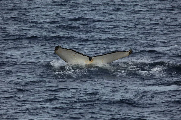 Rabo Baleia Jubarte Água Oceano Baleia Bálsamo — Fotografia de Stock