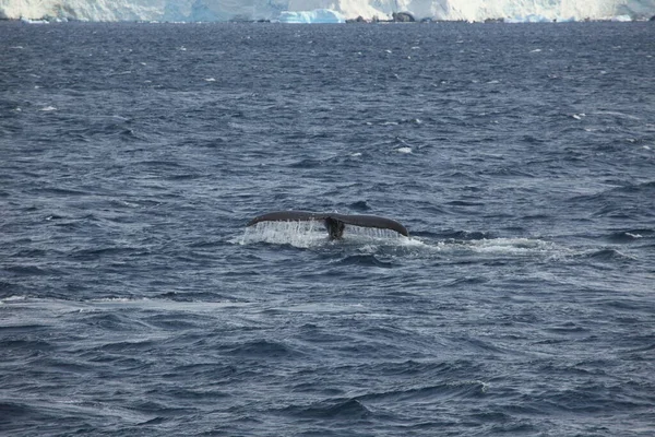 Bultrug Walvisstaart Oceaanwater Baleinwalvis — Stockfoto