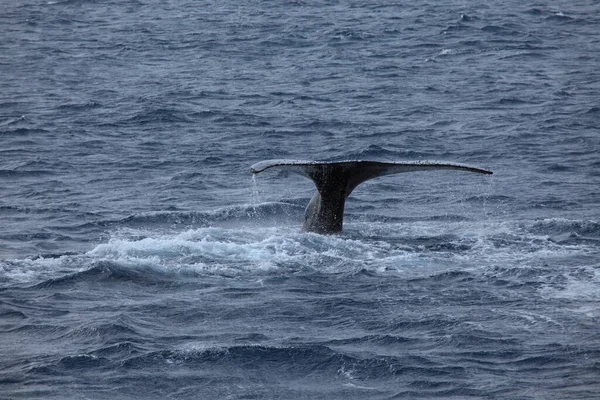 Coda Megattera Nell Acqua Dell Oceano Balena Balena — Foto Stock