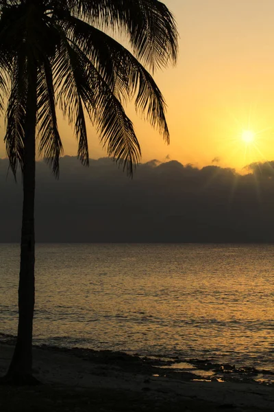 Coucher Soleil Avec Palmier Dans Les Caraïbes — Photo