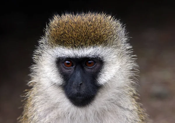 Perto Macaco Natureza — Fotografia de Stock