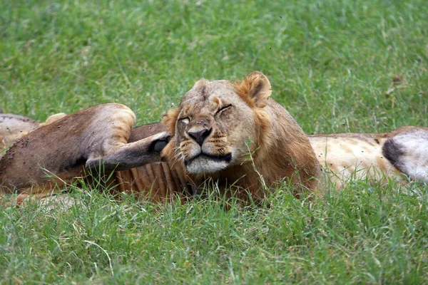 Leões Parque Nacional Lago Nakuru — Fotografia de Stock