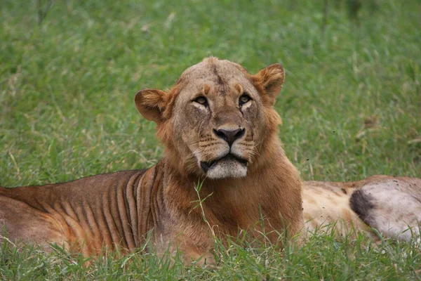 Löwen Lake Nakuru Nationalpark — Stockfoto