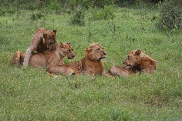 Nakuru Gölü Ulusal Parkı Ndaki Aslanlar — Stok fotoğraf