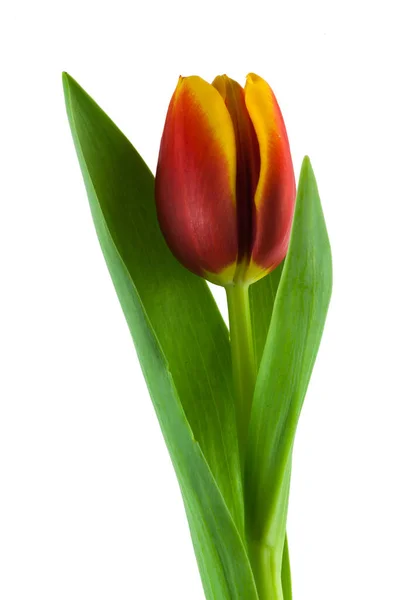 チューリップ 白い背景に花のクローズアップ — ストック写真