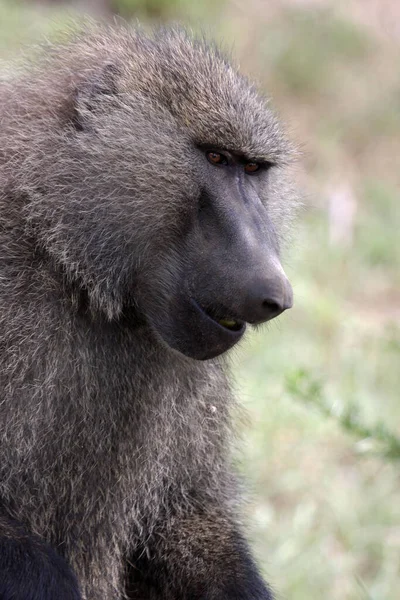 Perto Macaco Natureza — Fotografia de Stock