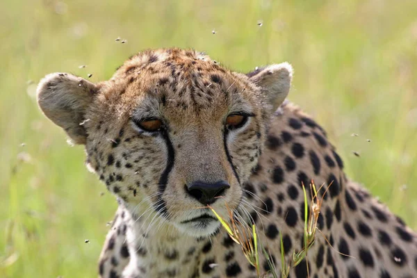 Beautiful Cheetah Big Cat Savannah Wild Animal — Stock Photo, Image