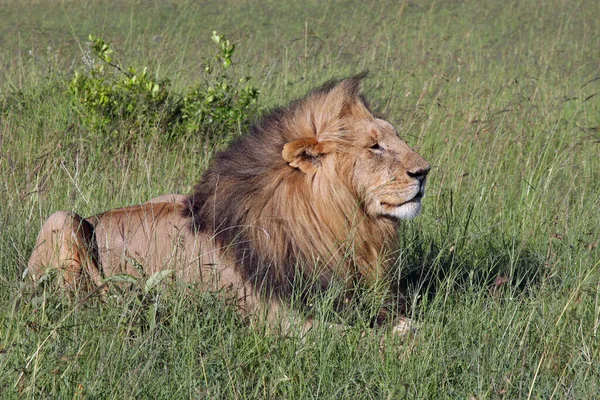 Lew Masai Mara — Zdjęcie stockowe