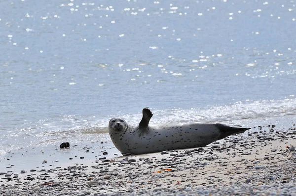 Focas Animais Mamífero Marinho — Fotografia de Stock