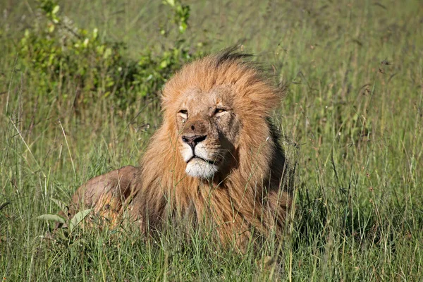 Lejon Masai Mara — Stockfoto