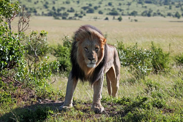 Λιοντάρι Στο Masai Mara — Φωτογραφία Αρχείου