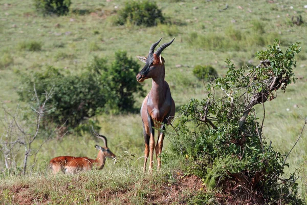 Impala Den Afrikanska Savannen — Stockfoto