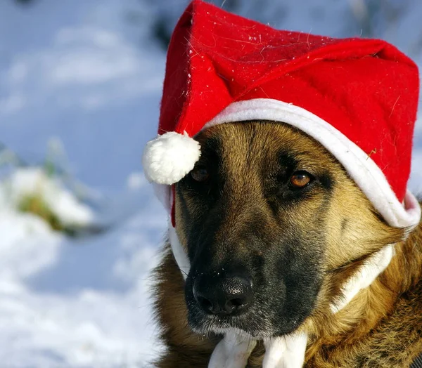 Porträt Eines Süßen Hundes — Stockfoto