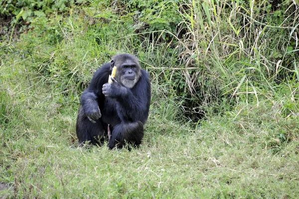 Gorilla Freien — Stockfoto