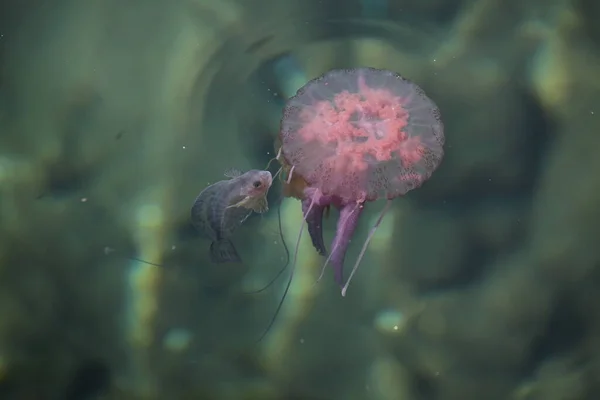 Méduses Faune Marine Sous Marine — Photo