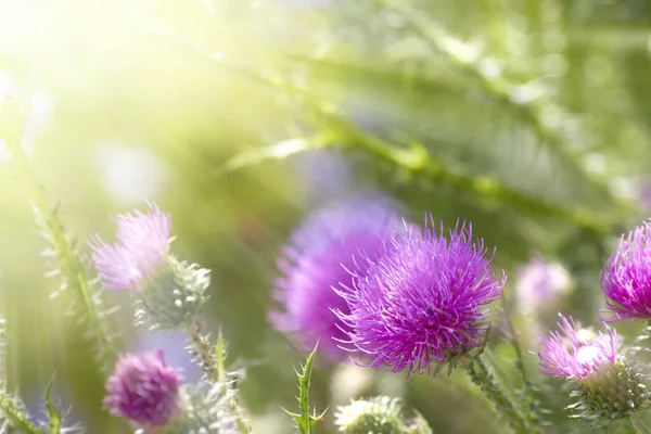 Oset Dziki Pole Kwiat Flora Natura — Zdjęcie stockowe