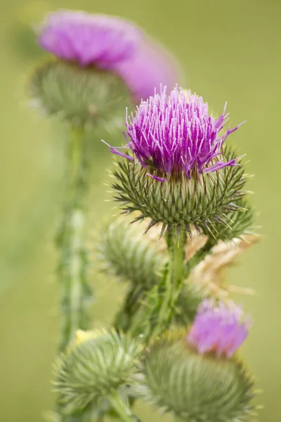 Distel Wildblume Flora Und Natur — Stockfoto