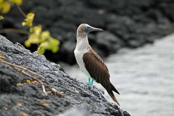 Black White Spotted Hornbill Bird Rock — Stock Photo, Image