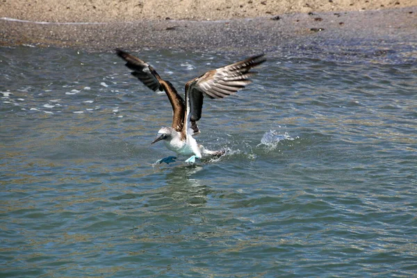 海鸥在海里飞翔 — 图库照片