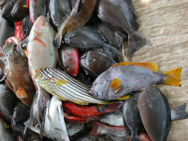 Fresh Fish Seychelles Seychelles — Stock Photo, Image