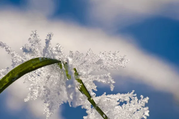 Cristais Gelo Geada Inverno — Fotografia de Stock