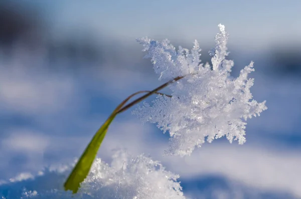 Cristalli Ghiaccio Gelo Invernale — Foto Stock