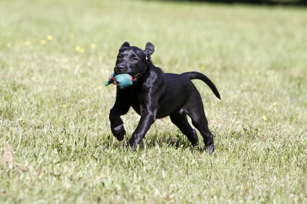 Zwarte Labrador Retriever Hond — Stockfoto