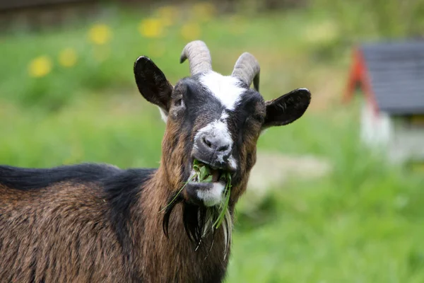 Une Chèvre Dans Champ — Photo