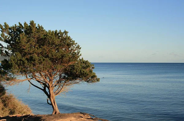 Einsamer Baum Strand Sommer — Stockfoto