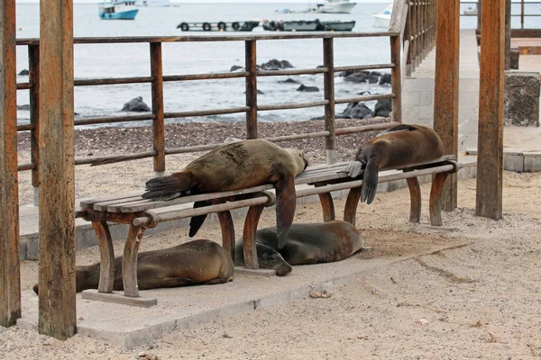 Siesta Galapagos Deniz Aslanları — Stok fotoğraf