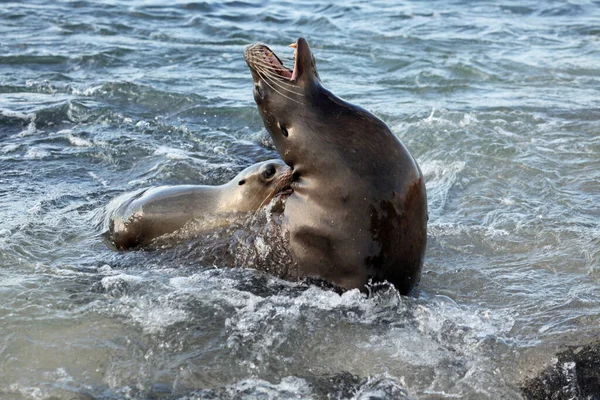 Galapagos Zeeleeuwen Spelen Liefde — Stockfoto