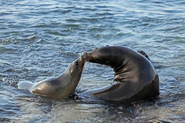 Galapagos Zeeleeuwen Spelen Liefde — Stockfoto