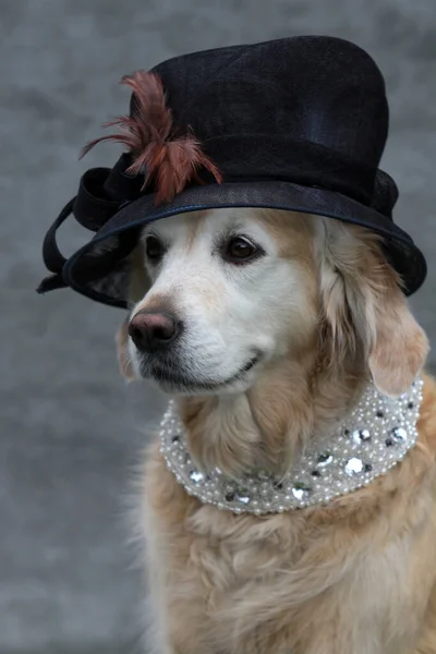 Labrador Con Cappello Collana Donna — Foto Stock