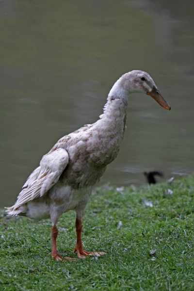Pelicano Branco Lago — Fotografia de Stock
