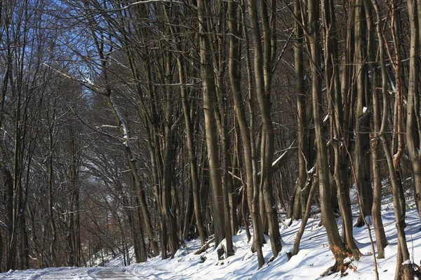 Schöne Waldnatur Hintergrund — Stockfoto