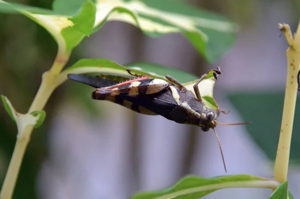 Een Close Van Een Vlinder Een Blad — Stockfoto