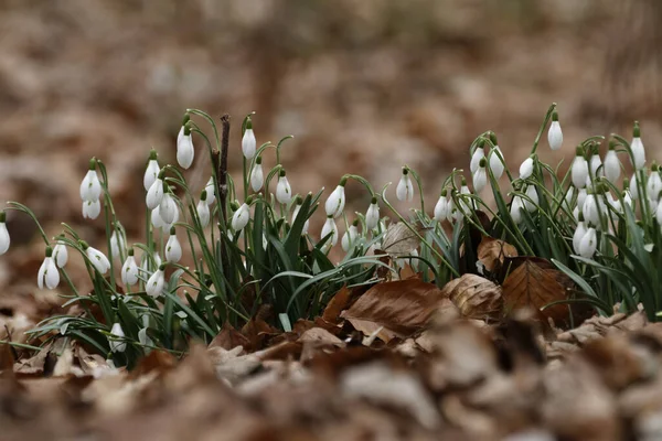Białe Wiosna Małe Kwiaty Śniegu Galanthus Nivalis — Zdjęcie stockowe