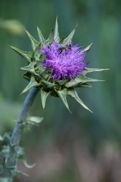 Distel Wildblume Flora Und Natur — Stockfoto