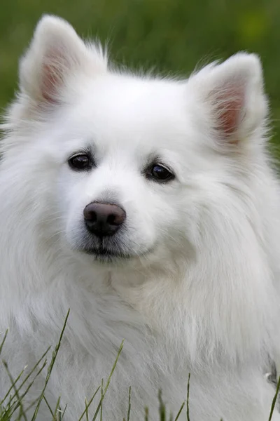 Cão Samoyed Branco Grama Verde — Fotografia de Stock