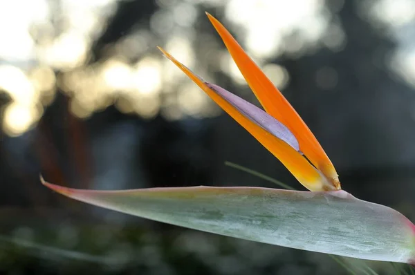 Scenic Beautiful Colorful Orchid Flower — Stock Photo, Image