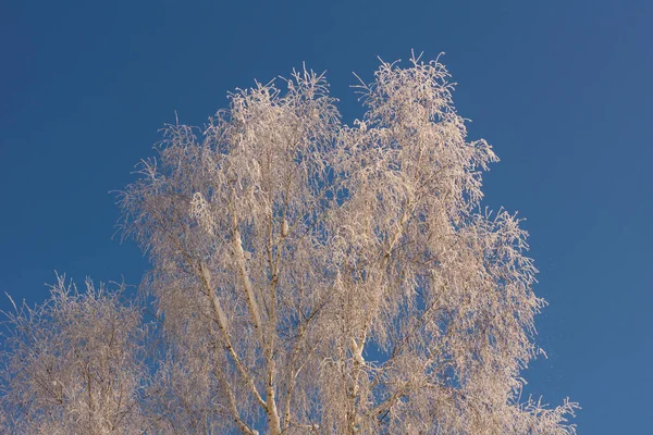 Magia Invierno Naturaleza Cubierta Nieve —  Fotos de Stock