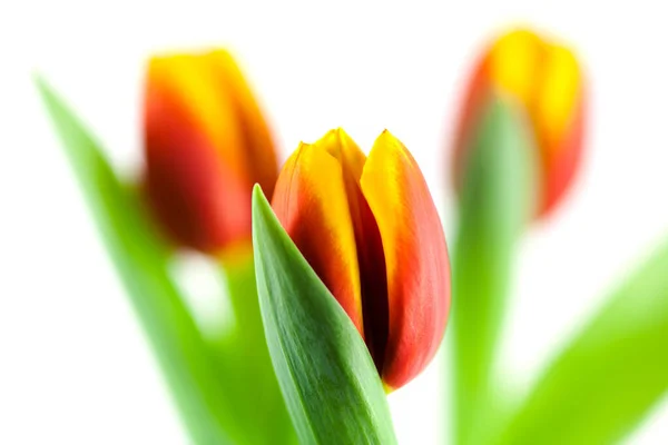 Tulip Close Flower White Background Stock Photo