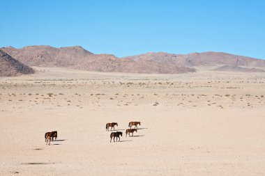 Wild horses of the Namib clipart