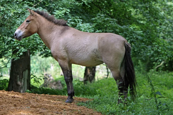 Cheval Dans Prairie — Photo