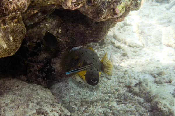 Mer Sous Marin Vie Marine — Photo