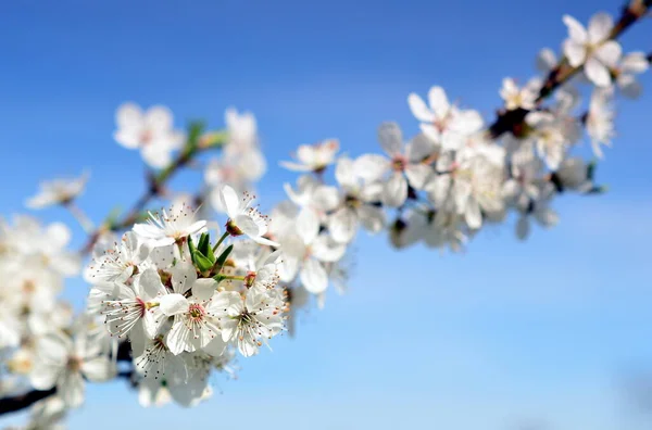 Kirschbaumblüte Blumen Frühling — Stockfoto