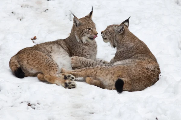 Lynx Wild Dier Natuur — Stockfoto