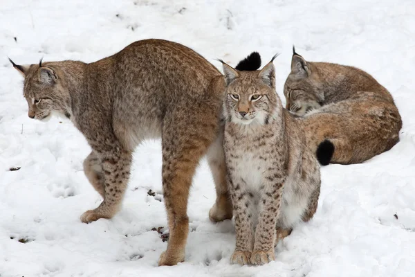 Lynx Wild Dier Natuur — Stockfoto