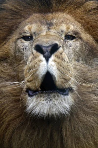 Lion Animal Dangereux Dans Nature — Photo